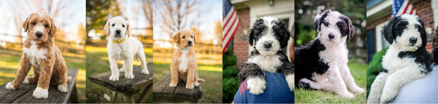 Creek Hill Farm Puppy Lineup